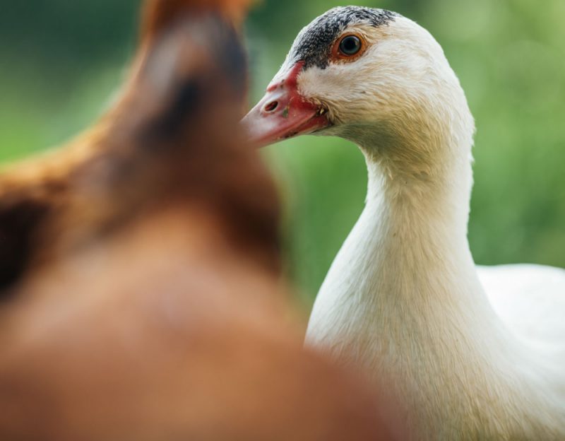 Corporativa-Nexes-07